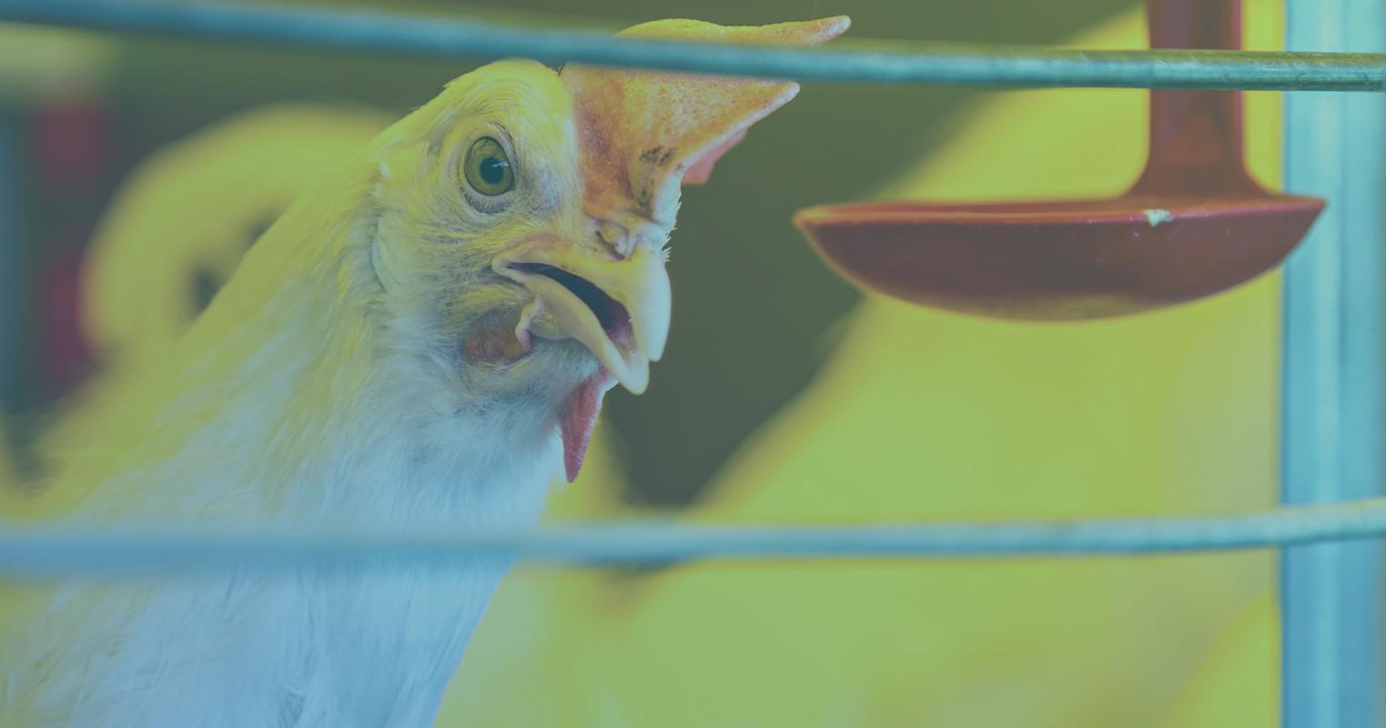 Hagens Berman chicken class action
